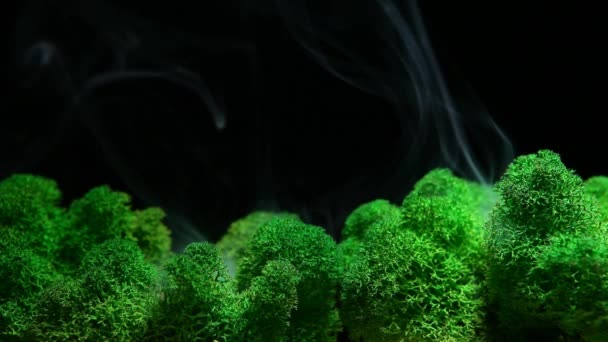 苔の映像が暗い背景を煙に — ストック動画