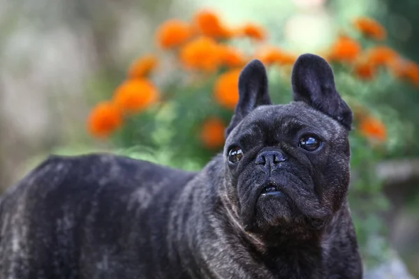 犬の花の背景のイメージ — ストック写真