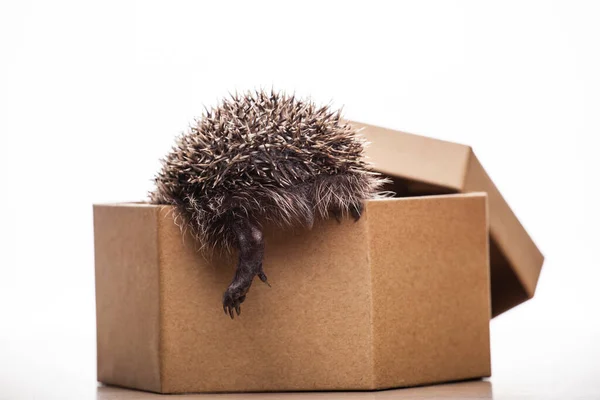 Image Hedgehog Box White Background — Stock Photo, Image