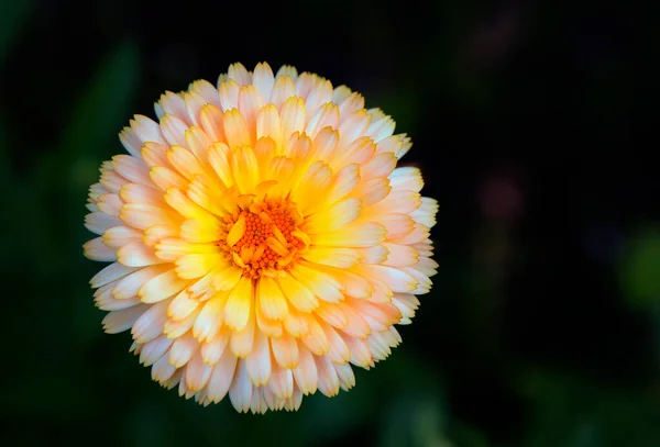 花の暗い背景のイメージ — ストック写真