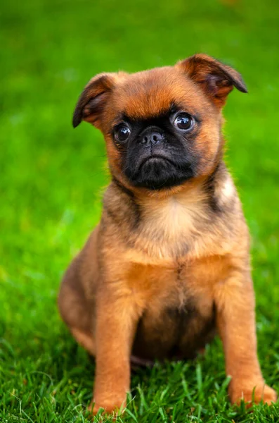 Köpek otu arkaplanının resmi 