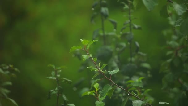 木の雨風の映像 — ストック動画