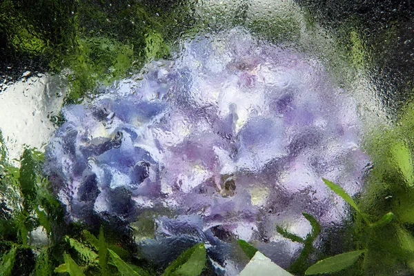 image of flower water drop