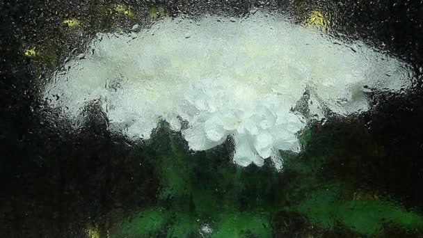 Images Goutte Eau Fleur — Video