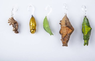 Kelebek kozasının beyaz arkaplan görüntüsü 