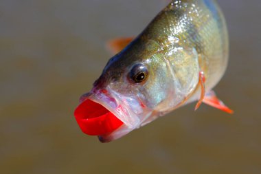 Fish River arkaplanının resmi