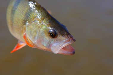 Fish River arkaplanının resmi