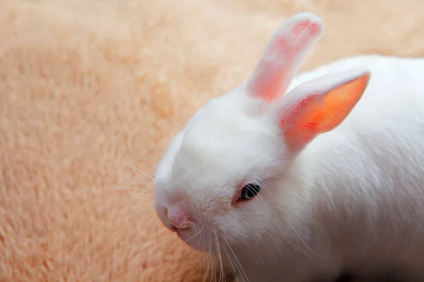 Immagine Bambino Coniglio Animale — Foto Stock