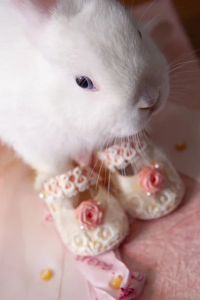 Image Rabbit Baby Shoes — Stock Photo, Image