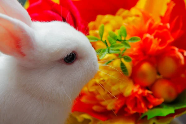 Immagine Del Fiore Coniglio Bambino — Foto Stock