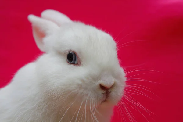 image of baby rabbit animal