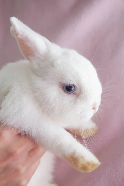 Image Main Lapin Bébé Images De Stock Libres De Droits