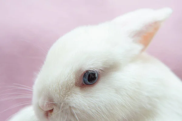 image of baby rabbit animal