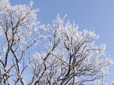 Kış twigs ve mavi gökyüzü