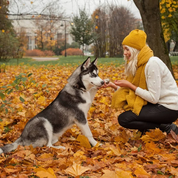 Dog training. Dog husky gives a woman the paw outdoor