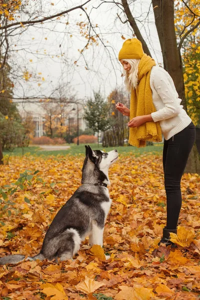 Mulher Cão Treinamento Cães — Fotografia de Stock