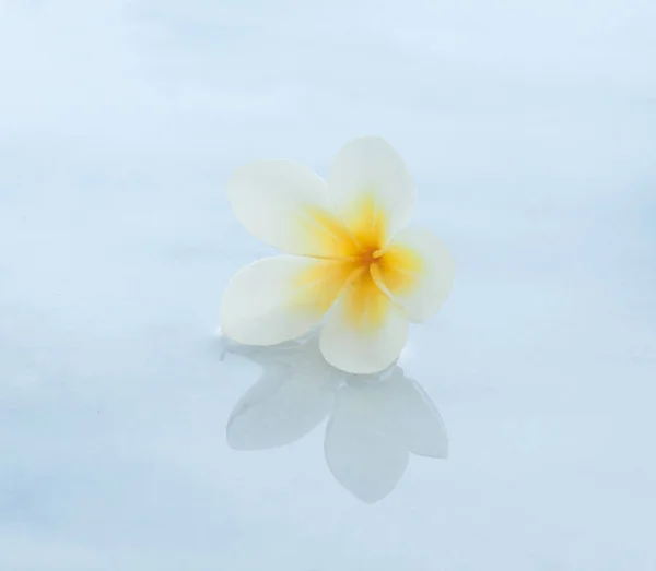 Spa Tropikal Beyaz Çiçek Mermer Zemin Üzerine — Stok fotoğraf