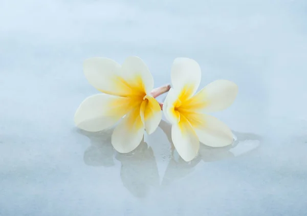 Two Spa Tropical Flowers Marble White Background — Stock Photo, Image