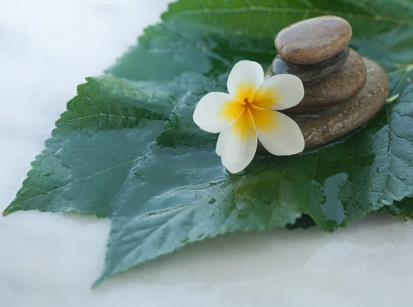白色大理石背景下大绿叶花的按摩治疗 — 图库照片