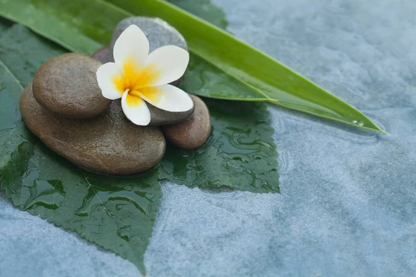Weiße Tropische Blume Und Steine Für Einen Echten Relax Tisch — Stockfoto