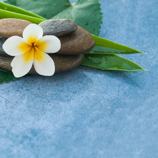Spa flower in stones on green leaves for relax massage on blue background with copy space