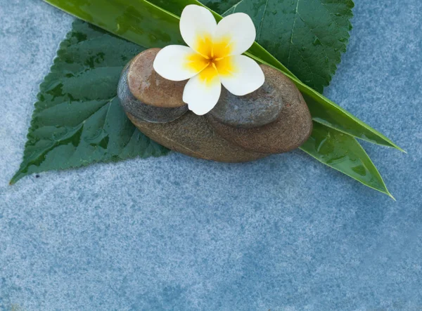 Spa Tropischen Objekten Und Steinen Für Massage Behandlung Auf Blauem — Stockfoto