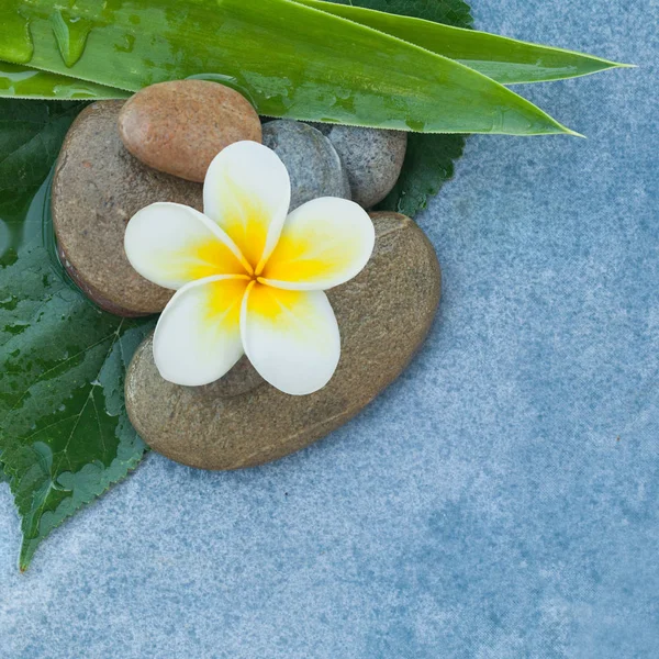 Draufsicht Auf Weiße Blume Mit Blättern Auf Steinen Für Ruheraum — Stockfoto