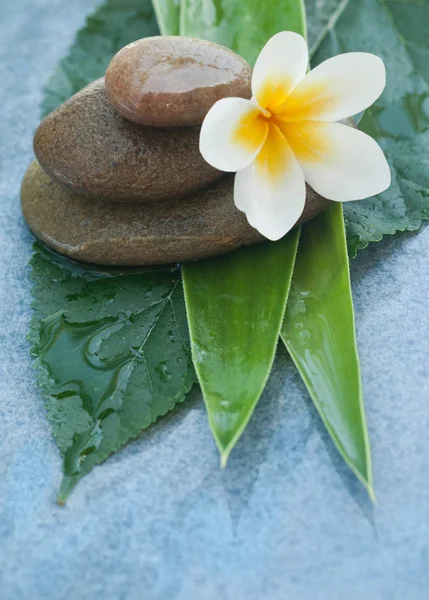 Tropische Blume Auf Wellness Objekten Mit Steinen Für Massageraum — Stockfoto