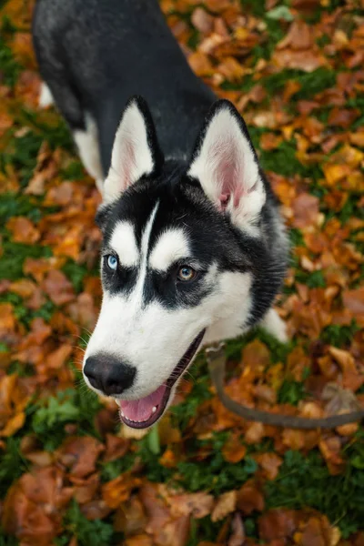Hond Husky Buiten Het Park — Stockfoto
