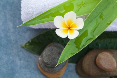 İki yaprak ve masaj tedavisi için taşlar arasında tropikal çiçek