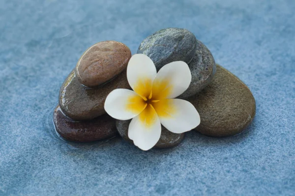 Weiße Blume Zwischen Steinen Für Massagebehandlung Auf Blauem Tischhintergrund — Stockfoto