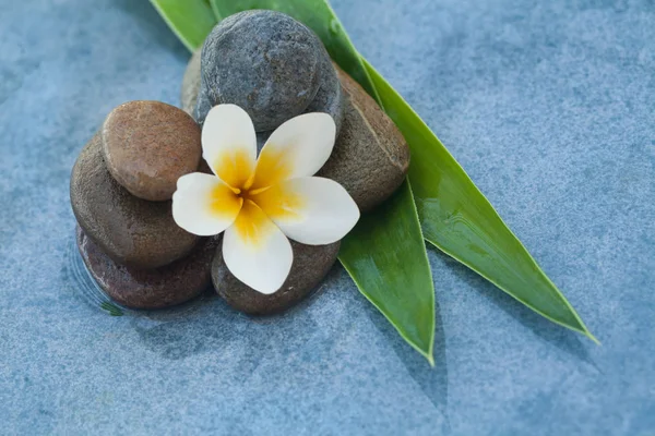 spa flower between stones with green leaves for massage room