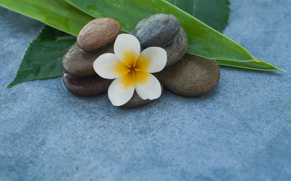 Spa Tropische Blume Zwischen Steinen Für Massagesalon Auf Blauem Hintergrund — Stockfoto