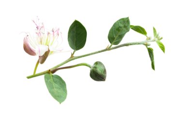 Kapari bitkisi üzerinde beyaz izole. Beyaz arka plan üzerinde Capparis spinosa şube