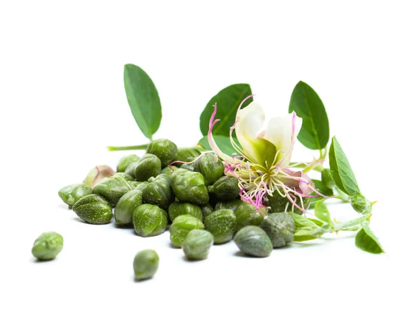 Planta Alcaparra Hojas Verdes Flor Alcaparras Sobre Fondo Blanco — Foto de Stock