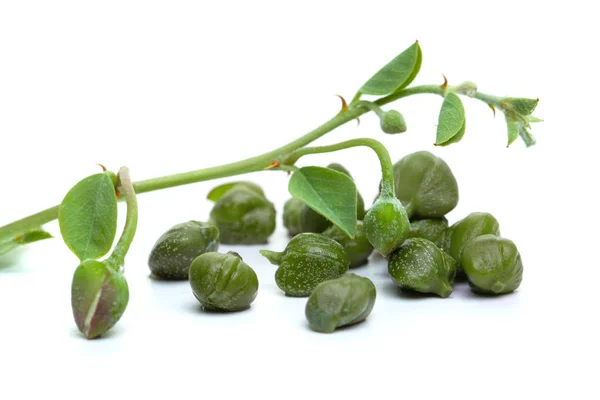 Caper Anläggning Vitt Kapris Med Gröna Blad Och Knopp — Stockfoto