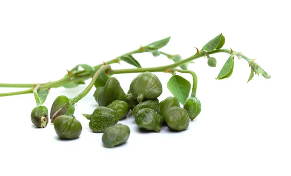 Ramita Alcaparras Hojas Verdes Brote Flor Alcaparra Sobre Fondo Blanco — Foto de Stock