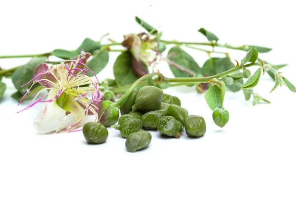 Kapribogyó Zöld Levelek Virág Fehér Háttér — Stock Fotó