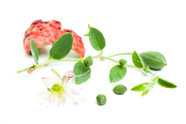 Kapribogyó Növény Rügy Zöld Levelek Virág Kapribogyó Capparis Spinosa Fehér — Stock Fotó