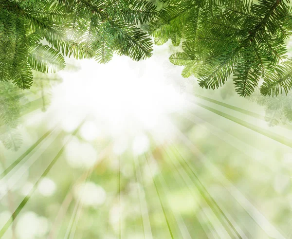 Vánoční Pozadí Zelený Vánoční Strom Větvičku Abstraktní Bokeh Glitter — Stock fotografie