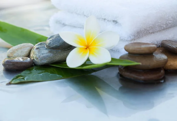 Tropical Flower Green Leaves Dark Stones — Stock Photo, Image