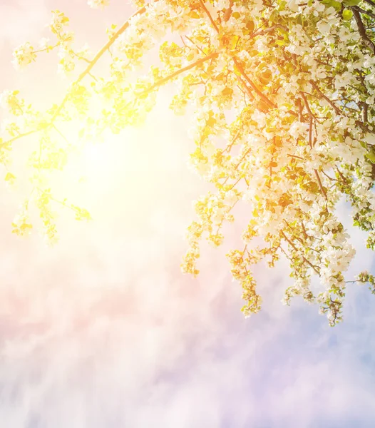 Gökyüzü Bahar Sağlık Arka Plan Bahar Çiçekleri — Stok fotoğraf