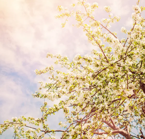 Freien Blühen Hintergrund Mit Frühlingsblumen Grünen Blättern Himmel Und Abstraktes — Stockfoto