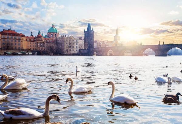 Swans Vltava River Towers Charles Bridge Sunrise Prague Czech Republic — Stock Photo, Image