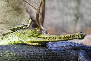 Gharial Hint timsah bir dinlenme su ve gharial kafasına dinlenme kaplumbağa