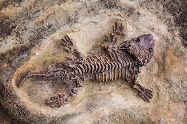 Fosil dinozor kertenkele. Fosil Tarih öncesi kertenkele iskeletin kaya