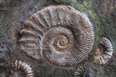 Ammonite fossils from the Jurassic. Archeology and paleontology background clipart