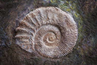 Büyük Ammonit fosil, jeolojik dönemi. Arkeoloji ve Paleontoloji kavramı