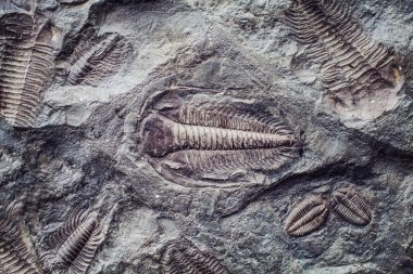 Antik Trilobit bir taş baskı. Trilobitler, soyu tükenmiş deniz arachnomorph eklembacaklılar, fosil bir grup Trilobita sınıf