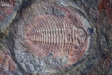 Taş kayaya gömülü trilobite fosil keşfi